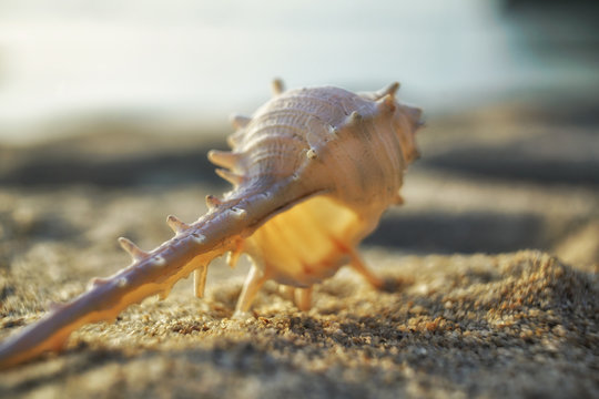 white murex seashell on a beach sand
