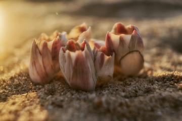 White and purple barnacles on a beach sand by the sea