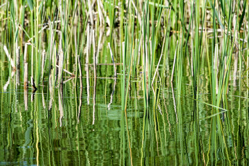 Obraz premium Abstract background texture. Grass / reed reflected in water.