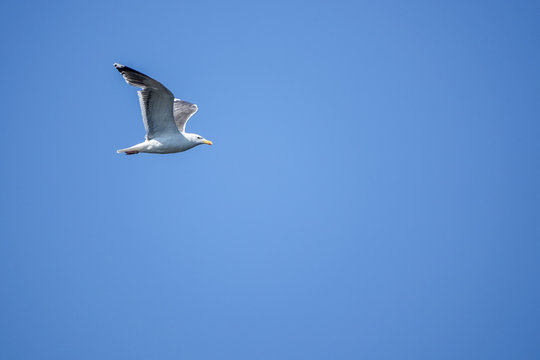 Gull. Flying seagull with the sky in the background. Copy space for text.