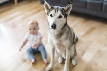 Baby girl sitting with husky on the floor