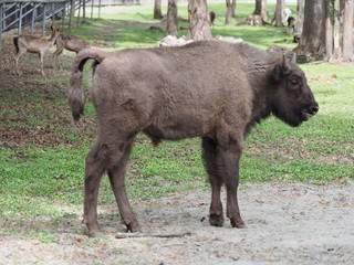Focus on young european bison looks and stands alone on sandy ground in enclosure at city of Pszczyna in Poland © Jakub Korczyk