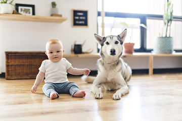 Baby girl sitting with husky on the floor