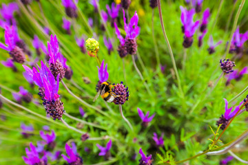 A bee crawling across purple flowers