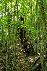 Las Medulas - Castille and Lion - Spain