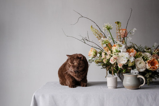 British shorthair cat sitting on table