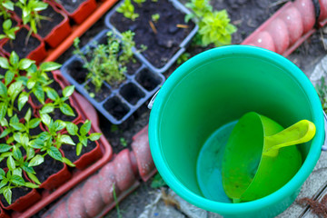 Gardening on a country site in the spring and summer season