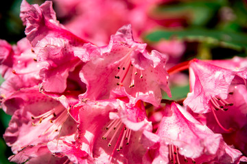 Pink rhododendrons