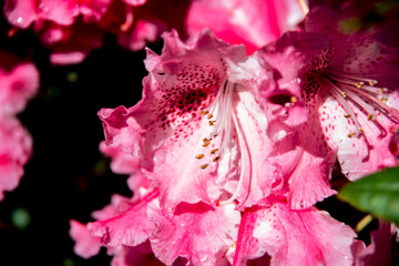 Fototapeta na wymiar Close-up on a pink rhododendron flower