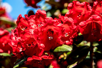 Scarlet-red rhododendron flowers on a sunny day