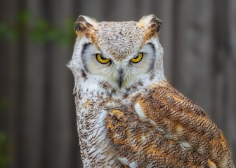Kanadauhu mit strengem Blick
