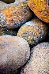 Raw Jackfruit or kathal or jak or Artocarpus heterophyllus in the market with its yellow colored inner portion. © mirzamlk