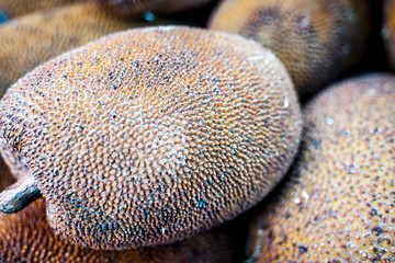 Raw Jackfruit or kathal or jak or Artocarpus heterophyllus in the market with its yellow colored inner portion. © mirzamlk