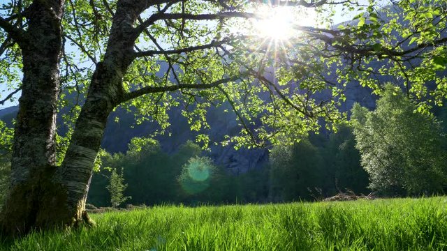 Summer landscape with meadow, green grass and tree. Gimbal shot. UHD, 4K