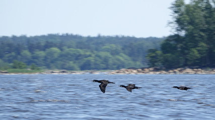 Cormorant birds flying above the surface of the water.