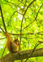 squirrel in the park