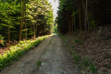 Forest landscape - forest trees with grass on the foreground and sunset light shining through the forest trees.