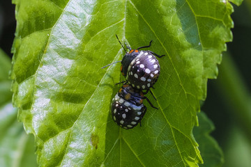 Black spotty beetles sit on a tree leaf