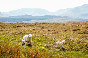 Fototapeta premium White Scottish sheep on a pasture in a mountain valley