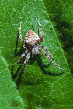 Spider sits on a tree leaf close up
