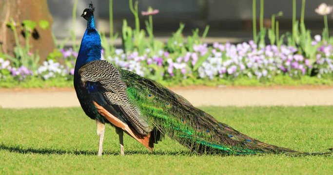 Single male Indian Peafowl bird, known also as Blue Peafowl or Peacock on a grass of a park during a spring nesting period