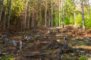 Forest landscape - forest trees with grass on the foreground and sunset light shining through the forest trees.