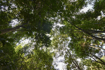 Tropical forest, looking up at the sky