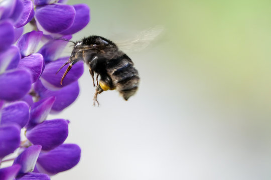 Bumblebee / humblebee pollination and collects nectar from a purple lupine. Beautiful picture with blurred background.