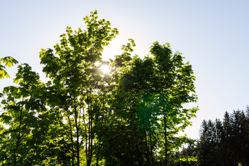 Bright green forest natural walkway in sunny day light. Sunshine forest trees. Sun through vivid green forest.