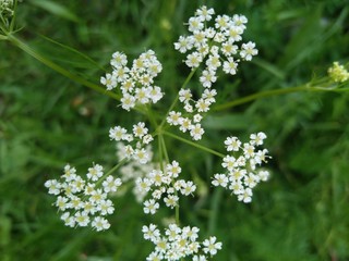 White flower bush 