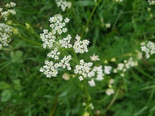 White flower bush 
