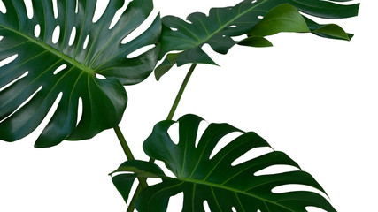 Monstera Pflanzenblätter, die tropische immergrüne Rebe isoliert auf weißem Hintergrund, Beschneidungspfad enthalten
