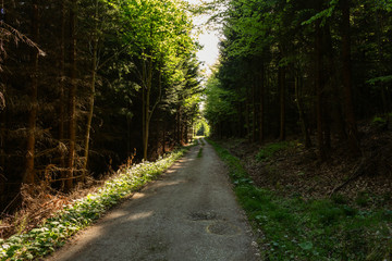 Bright green forest natural walkway in sunny day light. Sunshine forest trees. Sun through vivid green forest.