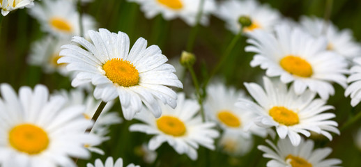 Obraz na płótnie Canvas White daisy background.