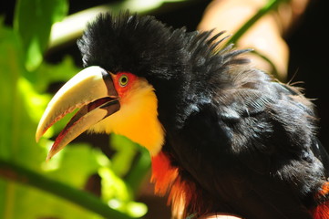 Wild Toucan 