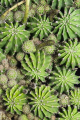 Pianta Grassa, Cactus, Echinopsis, Fat Plant