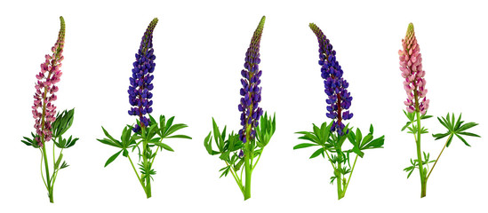 Multicolored lupines. Set. Flowers with leaves. Isolated without a shadow. © 151115