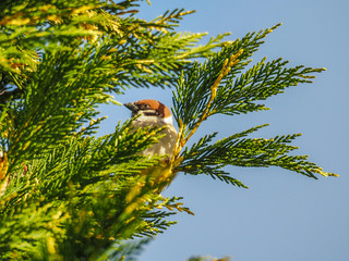 The Eurasian Tree Sparrow
