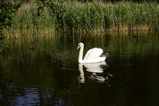White majestic swan swims with grace on lake