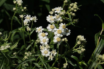 White "Sneezewort" flowers (or European Pellitory, Goose Tongue, White Tansy, Sumpf-schafgarbe) in St. Gallen, Switzerland. Its Latin name is Achillea Ptarmica, native to Europe. © RukiMedia