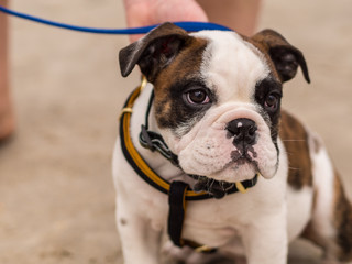 Bulldog Puppy on a Leash at the Beach