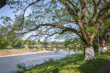 Old trees on the river bank