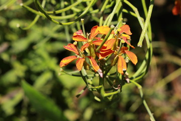 "Sanddune Wallflower" (or Western Wallflower, Prairie Rocket, Coastal Wallflower, Wheeler's Wallflower) in St. Gallen, Switzerland. Erysimum Capitatum (Syn Erysimum Wheeleri), native to North America.