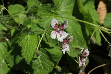"Heron's Bill" flower (or Storksbill, Filaree, Reiherschnabel) in St. Gallen, Switzerland. Its Latin name is Erodium Pelargoniflorum  (Syn Erodium Trifolium), native to Anatolia.