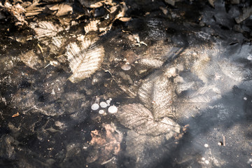 Pflanzen unter einer Eisdecke