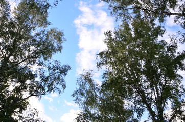 sky blue nature background trees beauty
