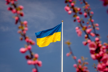 Flag of Ukraine against the cherry blossom.