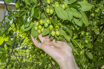 green berries on a tree, berries in a hand