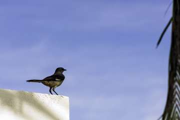 Northern mockingbird (Mimus polyglottos) - Varadero, Cuba