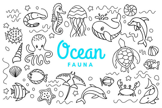 sea ocean fauna